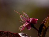 Withering Spidola (Cherry Plum) flower