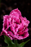 Parrot Tulip