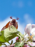 25/5 Big bug in the shoemakers garden