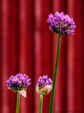 Allium by the garden shed
