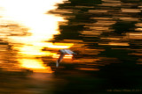 Artsy seagull chasing insects