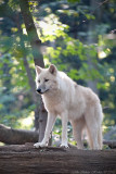 28/9 Arctic wolf at Tiergarten Schnbrunn, Vienna