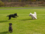 Svea looking at the bouncy duo, Kira and Bonnie