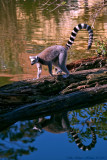 Ring-tailed lemur (Lemur catta)          
