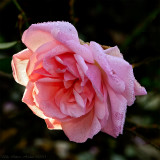 Dewy rose on November 10.