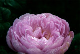 12/11 A dewy rose from last week