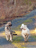 Bonnie, exercising the pups!