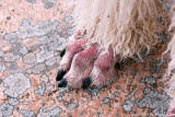 9/1 Brr! Cold paws after a dip in the Baltic Sea. Its below freezing today.
