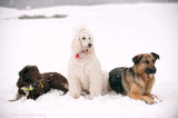 Groupshot from dogwalk today. A snowy one!
