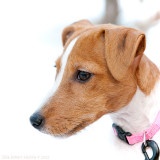 Nellie, rough-coated Jack Russell terrier, 12 weeks old.