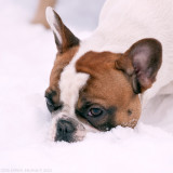 Sookie, French Bulldog