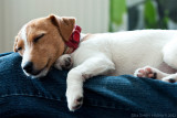 Jack russel puppy Nellie has the best heatpad ever; Dads lap...