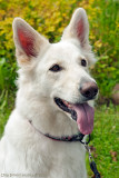 24/7 Bonnies new friend Amy, 5 years old Berger Blanc Suisse                      