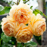 Crown Princess Margareta                                         