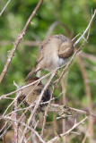 Moineau domestique