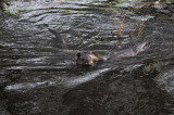 european otter