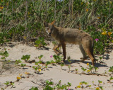 IMG_1229 coyote.jpg