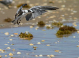 IMG_1257 black tern.jpg