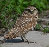 Owls