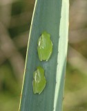 green tree frogs