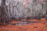 Caddo Lake