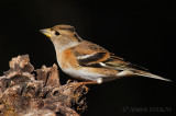 Fringilla montifringilla