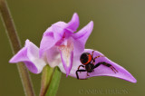 Cephalantera rubra