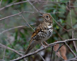 Bassian Thrush