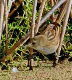 Little Grassbird