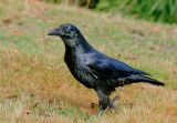 Forest Raven (sub adult)