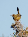 Striated Fieldwren