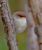 Superb Fairy-wren