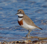 Double-banded Plover