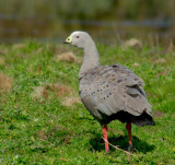 Cape Barren Goose