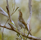 Grey Shrike-thrush (juvenile begging)