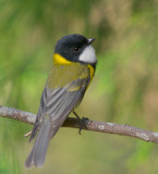 Golden Whistler