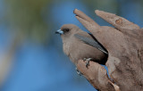 Dusk Woodswallow