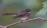 Grey Fantail