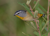 Spotted Pardalote