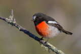 Scarlet Robin