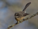 Grey Fantail