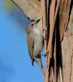 Grey Shrike-thrush