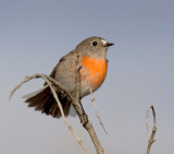 Scarlet Robin