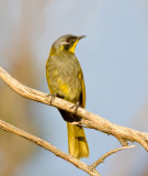 Yellow-throated Honeyeater