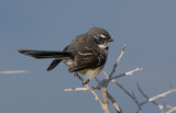 Grey Fantail