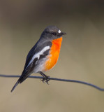 Flame Robin