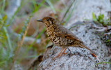 Bassian Thrush