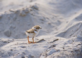 Piping Plover chick 7-8-10