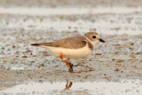 Piping Plover, band XB-Of g O, 2011-02-23 17:40