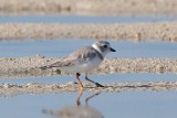 Piping Plover, band ZO O-W, 2011-02-23 09:09